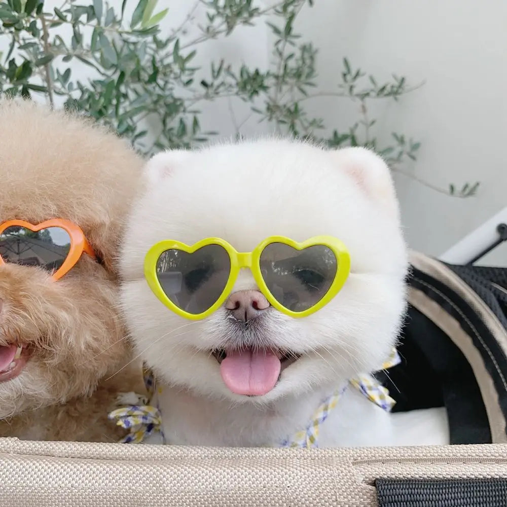 Cute Pet Glasses